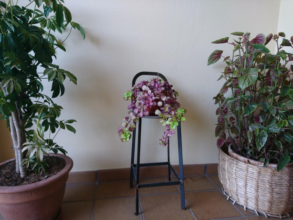 Posada El Jardin Santillana del Mar Zewnętrze zdjęcie